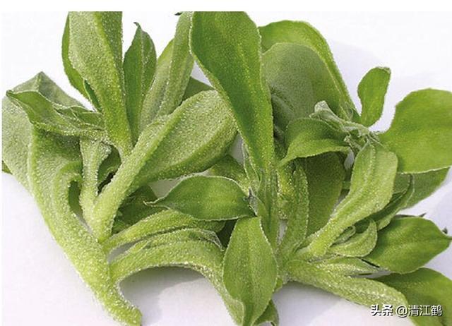 荒漠猫疥螨病的诊疗:南方种植什么最赚钱，南方山地适合种植什么？