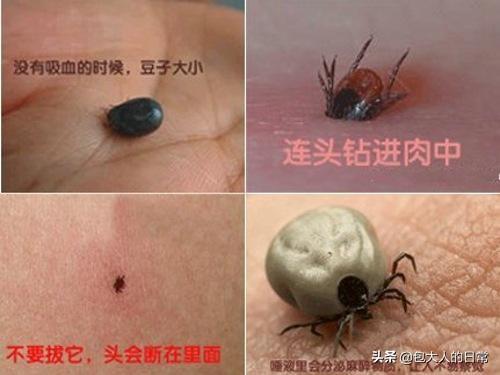 狗狗真菌性皮肤病治疗方法:法国斗牛犬皮肤病用什么药？ 狗狗真菌性皮肤病怎么治