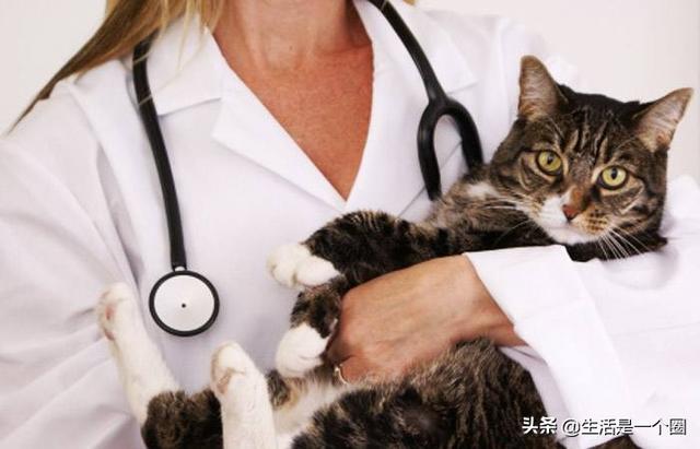 母猫绝育伤口一般多大?:母猫最小多大可以做绝育？