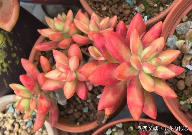 薄雪万年草:薄雪万年草怎么养 多肉黄金草水浇多了怎么补救？