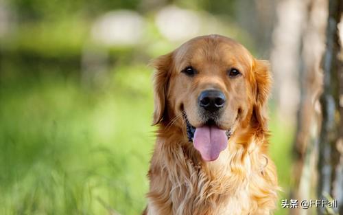 芬兰猎犬的喂食要点:饲养金毛幼犬要注意什么？