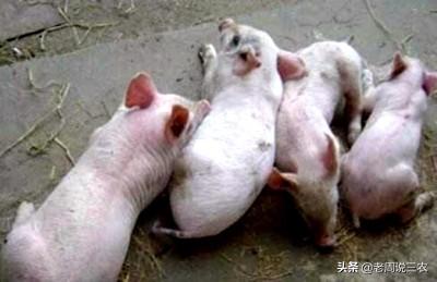 猪的细小病毒症状:母猪得了病毒还能受孕吗？