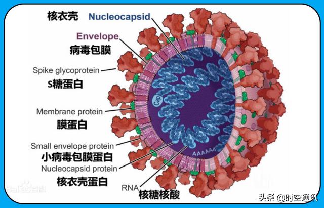 牛病毒种类:hpv病毒种类 人类什么时候才能消灭冠状病毒？