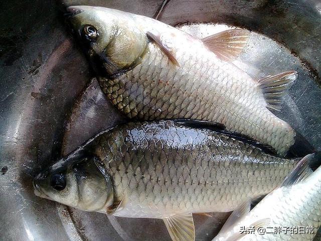 网友争相晒巨猫:到底多大的鲫鱼算大板鲫？如果一直让它长，鲫鱼能长多大？