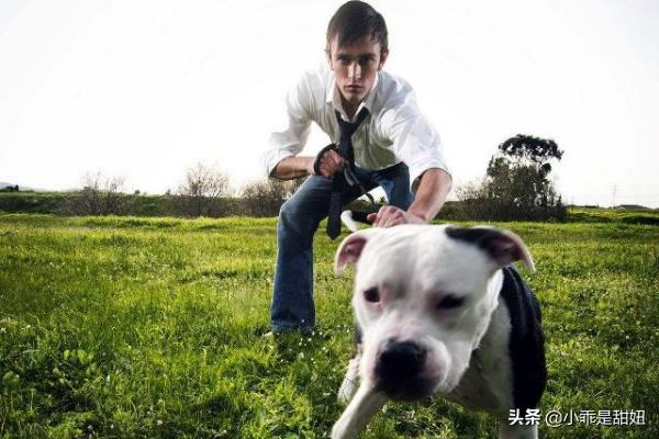 比特名犬介绍:比特犬的战斗力强大吗？有哪些狗可以打得过它？