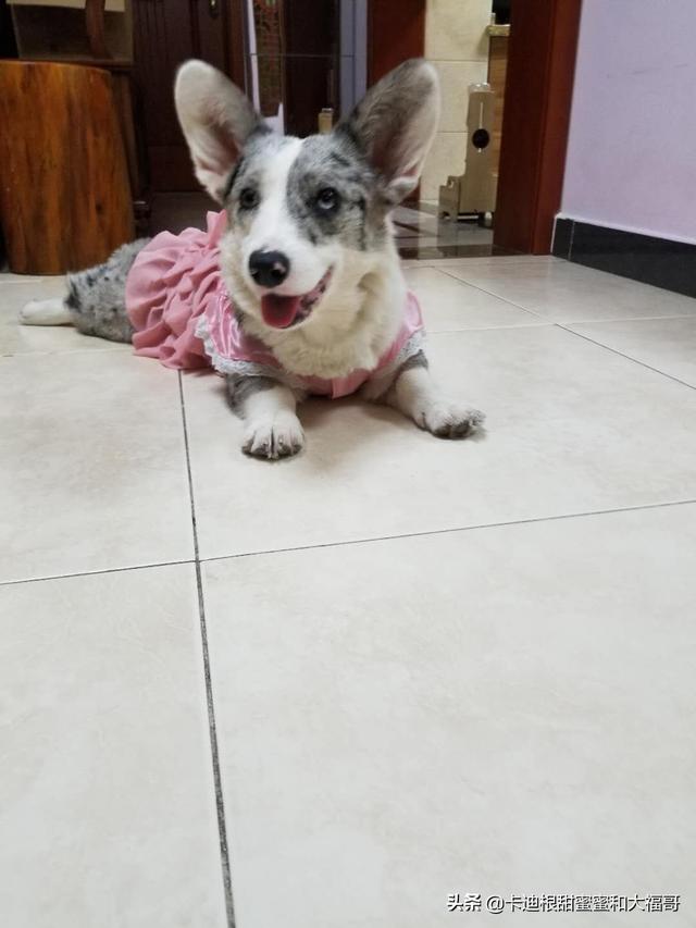 北京柯基犬舍哪家好:卡迪根柯基为什么很少人养，知道这个品种的都很少？ 北京柯基犬舍哪里最好