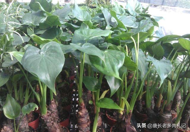 水培滴水观音施肥方法:如何让滴水观音的叶子越长越大？