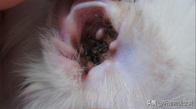 蝶耳犬,狗狗耳螨非常严重，怎么治疗？
