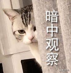 伊能静向赵兆道歉:全网为什么都是疯狂骂伊能静的？