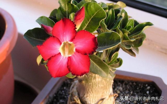 沙漠玫瑰软腐病:12月初沙漠玫瑰烂根，腰斩重新栽到现在没烂也没发芽是为什么？