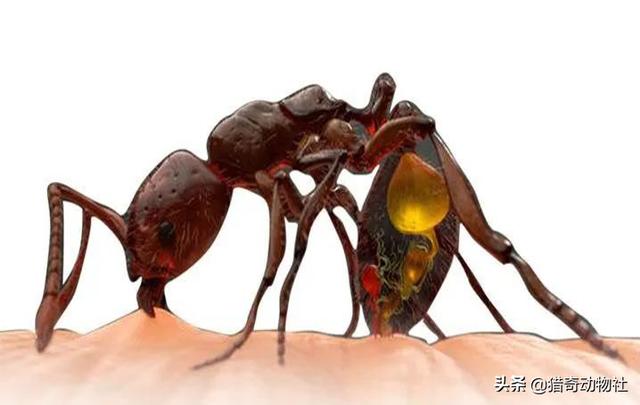 被红火蚁蜇伤有多严重，红火蚁屡次杀人！夏季特别活跃，被咬了怎么办