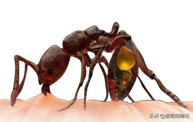 法老蚁咬人:红火蚁屡次杀人！夏季特别活跃，被咬了怎么办？