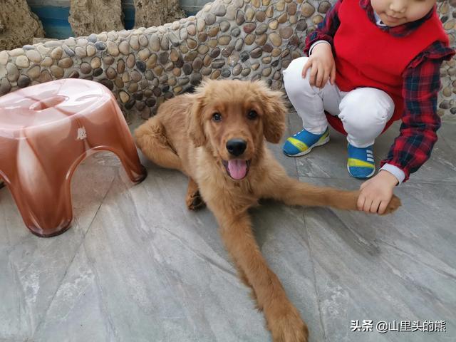 小孩 狗:我家孩子很喜欢小猫小狗，在小区看见就追，到底要不要养宠物呢？ 小孩狗咬了多长时间打针有效
