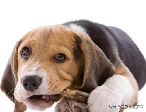 小狗食粪症:为什么说狗是改不了吃屎的？
