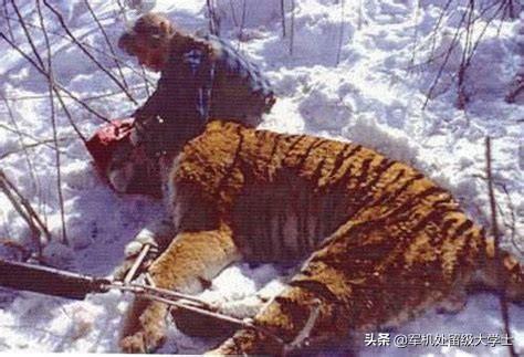 熊皮沙皮犬:熊皮沙皮犬是松狮和沙皮的串吗 东北虎那么厉害，为什么连乌苏里棕熊都打不过？
