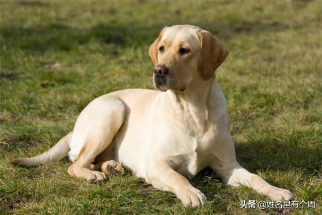 狗民商城:拉布拉多吃什么食物不掉毛？