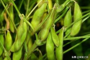 壮阳春豆，大豆什么时候种最适合，如何高产？