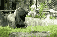 克罗斯河大猩猩:为什么感觉花豹经常能轻易杀死黑猩猩和大猩猩并且捕食？