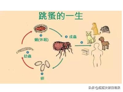 狗蚤会寄生在老鼠身上吗:狗蚤会跳去人身上吗 家里猫下小猫家里很多跳蚤，杀了又有，杀了又有，咋办？