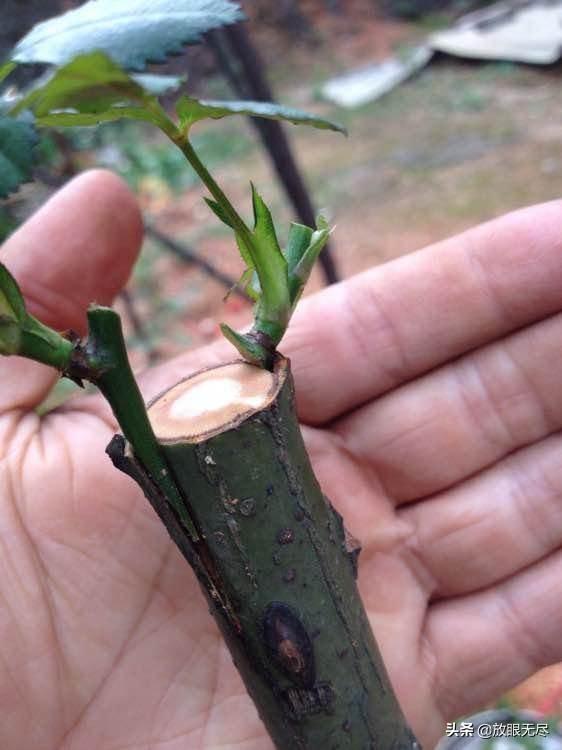 杏树能嫁接什么果树