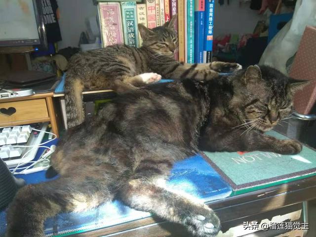 外国评价中国狸花猫:你见过最漂亮的狸花猫是什么样子的？
