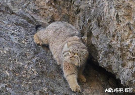 薮猫有危险吗，北京十渡发现“小豹子”，它有多危险？