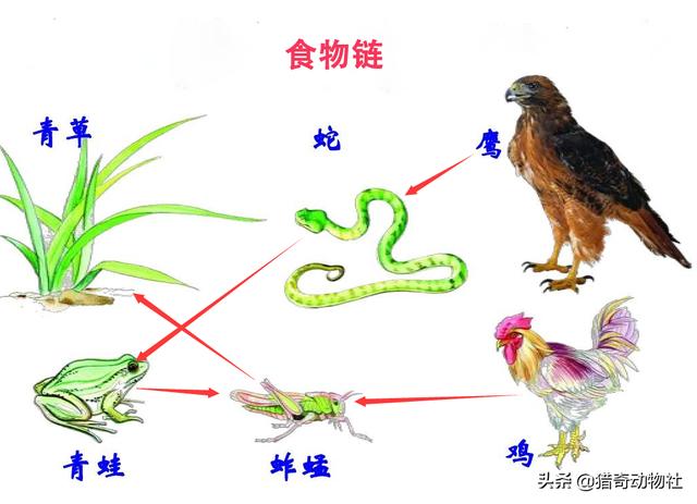 中国巨蛇，蛇怕鹅是谎言云南蟒蛇活吞整只大鹅，书上不是说蛇最怕鹅吗