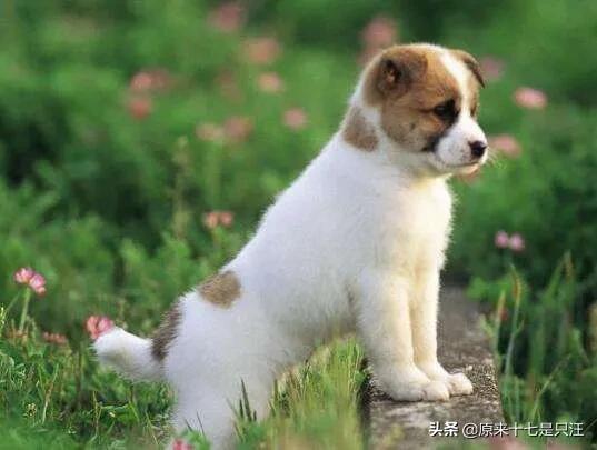 狗怕什么气味:狗怕什么气味，人闻不到？