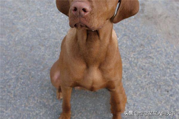 狗狗训练教程拉布拉多:拉布拉多犬的排便训练的攻略？