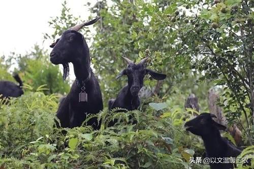 天生无脖牧羊犬遭弃:好的牧羊犬可以代替人放羊吗？ 被抛弃的牧羊犬被人类救助