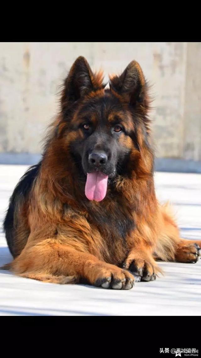 中国牧羊犬网:在中国，有哪些常见的工作犬种？