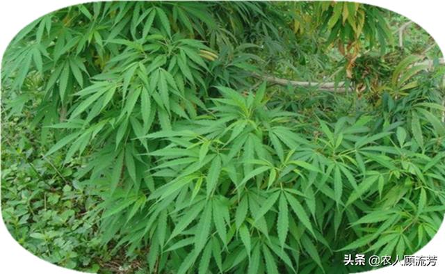 世界十大禁养名猫:除了罂粟不能种植，还有哪些植物不让种植？