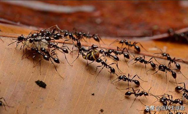 一群行军蚁能否对付一只饥饿的食蚁兽?