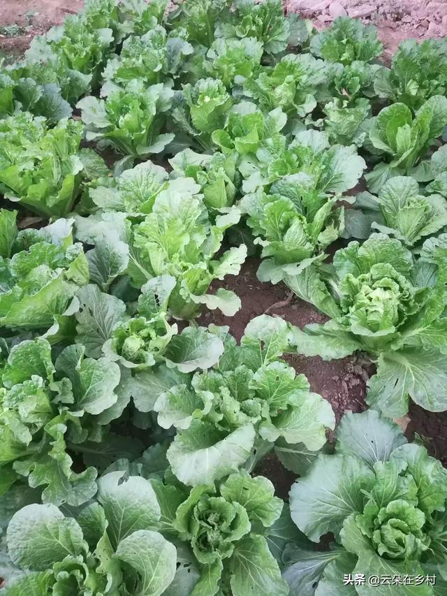 近期白天大约14度 晚上大约4度 大白菜还能长吗 头条问答