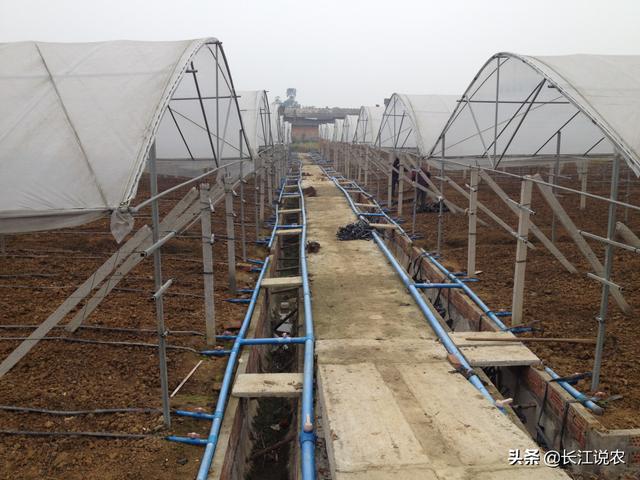 葡萄种植技术大全:葡萄怎么种植效果好 葡萄树怎么管理可以高产？
