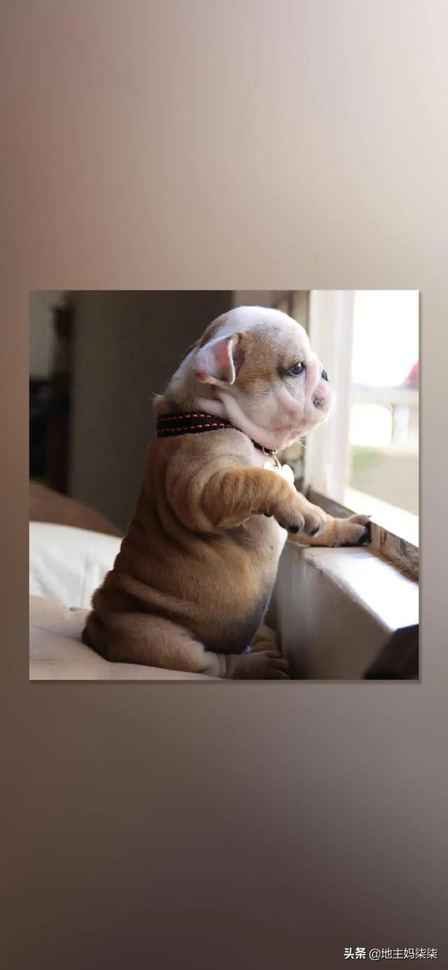 串串斗牛犬好养吗:法国斗牛犬和巴哥犬哪个好养？
