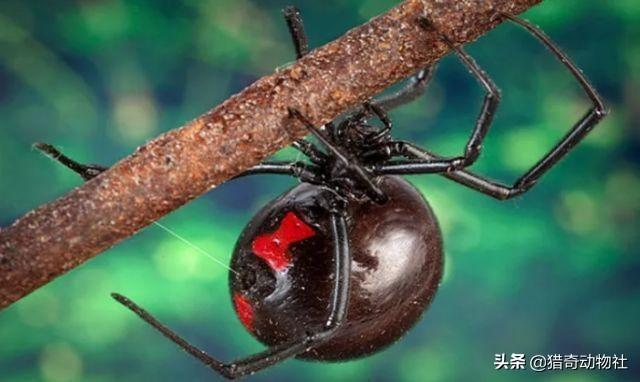 黑寡妇蜘蛛有多危险，怎样判断蜘蛛有无毒性，在中国常见的蜘蛛中有没有比较危险的物种