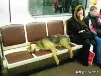 科蒙多尔犬哪里有卖:公共场所喂养流浪狗违法么？