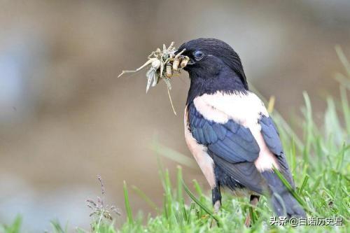 头条问答 - 蛙类鸟类都是蝗虫的天敌,为何蝗灾来的时候依然无法阻止?