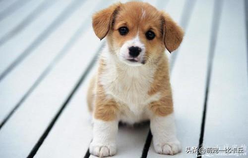 怎么训练听话的小狗:泰迪犬不听话了，有什么办法让它更加服从吗？