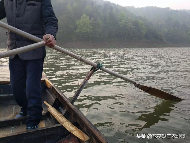 十字花科蔬菜软腐病:十字花科蔬菜软腐病和菌核病的区别 为啥白菜、娃娃菜、生菜、甘蓝会不包心，干烧心，怎么治？