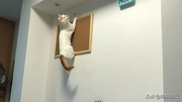 猫咪不乖by:猫咪好像不开心，怎么办？