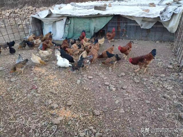 豹猫多少钱:大理石纹路豹猫价格是多少？ 纯种豹猫多少人民币