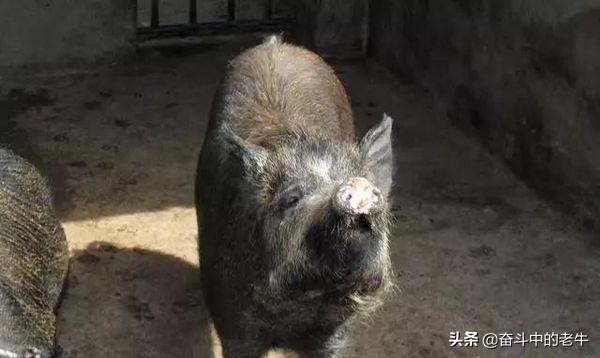 旱獭子肉价格:野猪肉和家猪肉哪个好吃？