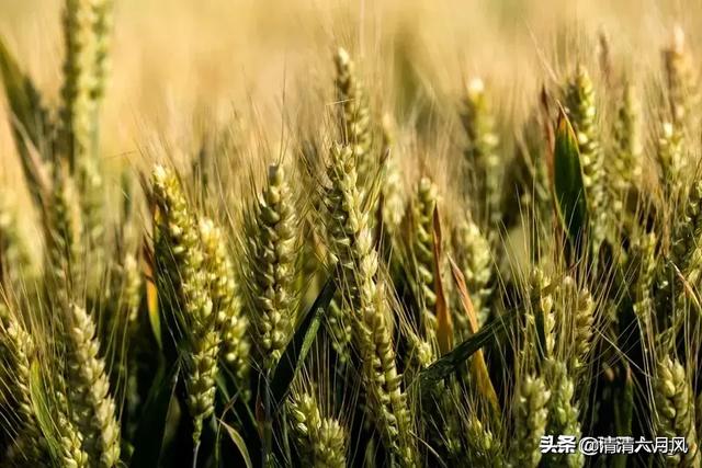 2022可能爆发粮食危机吗，世界粮食危机，玉米、小麦等粮食相继涨价，该不该屯粮