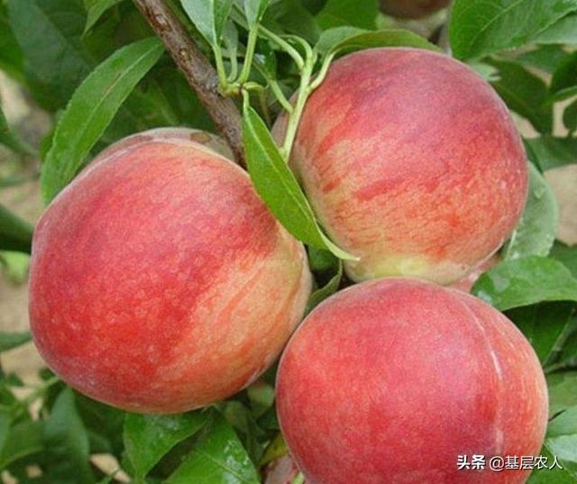 水果大战害虫:有些水果外面完好无损，里面的虫子是怎么“长”出来的？