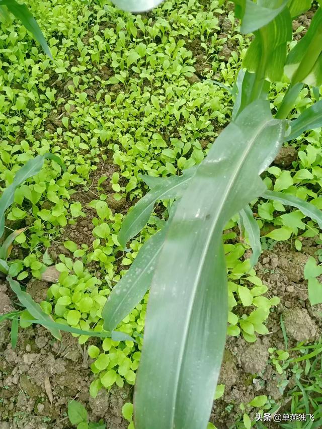 玉米地蚜虫怎么防治:玉米八叶期能杀钻心虫吗？