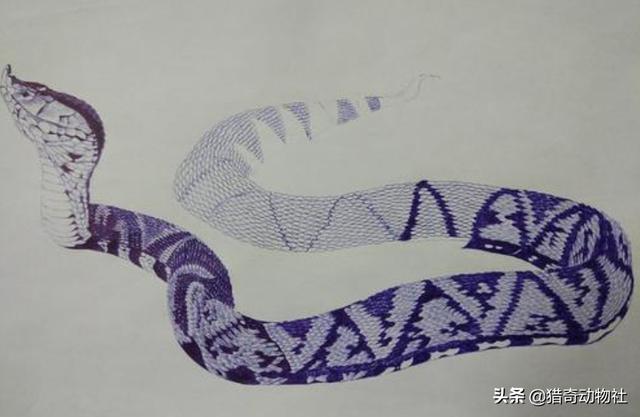 过山风 价格:“过山峰”到底有多可怕？