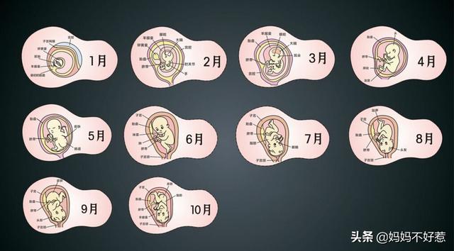 女人刚怀孕怎样促进孕囊发育呢