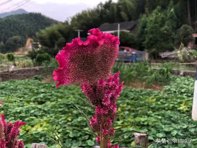 鸡冠花种植:花中之禽“鸡冠花”好养吗？如何养护开花？